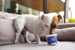 helado-de-yogurt-natural-para-perros-de-sandia-y-arandanos-unitario-yogy-barker